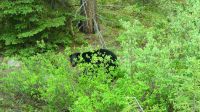 West-Kanada & Alaska - Schwarzbär