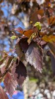 20250623_3 Spätfrühling.jpg