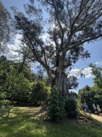 Pazo de Rubianes .JPG