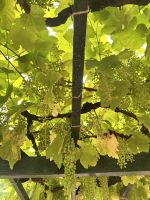 Azoren - Terceira, Weinmuseum