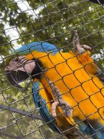 Azoren - Terceira, Angra