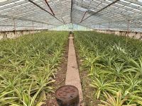 Azoren - Sao Miguel, Ananasplantage