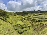 Azoren - Sao Miguel, Teeplantage