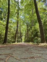 Azoren - Sao Miguel, Park Terra Nostra