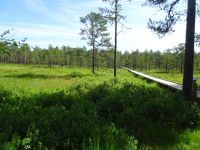 ... zuerst auf breiten Wegen...