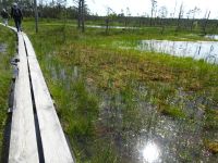 ... danach auf wagemutigen Pfaden durchs Moor