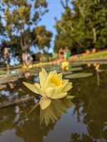 Palheiro Gardens/Madeira