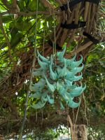 Quinta da Boa Vista Orchideengarten/Madeira