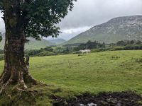 Pferde beim Kylemore Abbey