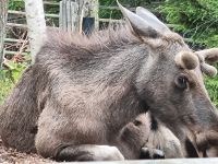 Freilichtmuseum Skansen - Tierpark mit Elch