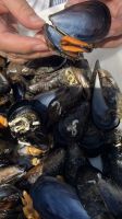Spanien, O Grove, Bootsausflug mit Muschelverkostung