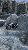 Spanien, Santander, Zoo auf der Magdalenen-Halbinsel