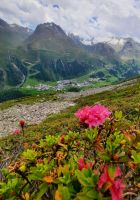 Alpenrose