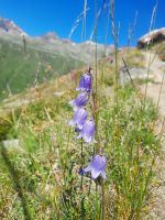 Glockenblumen