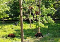 Bären im Omega Wildpark 