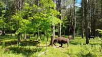 Bisons, Omega Wildpark 