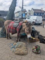 Esel in Dingle