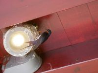 Skeptischer Blick des Elterntiers in die Kamera