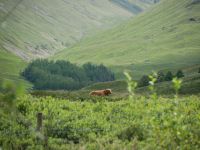 Highland Bulle in Glencoe