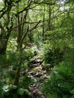 Bachlauf im Glencoe 