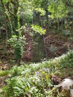 Die Treppe im Wald 