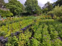 Glenveagh Castle Gardens 