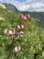 Türkenbundlilie