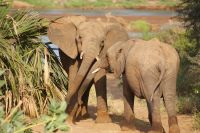 28  tolle Elefantenbegegnungen im Samburu Reservat