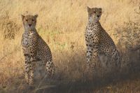 50 Geparden in Samburu