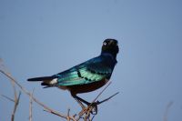 53 Dreifarben Glanzstar