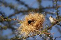 76 Webervogel beim Nestbau