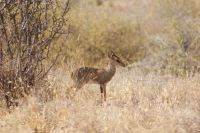 78 Dik Dik