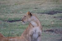 136 Löwen in Ol Pejeta Conservancy