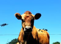 Jersey Kuh! Rundreise Jersey und Guernsey - Kanalinseln entdecken (GB-JERF8)