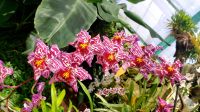 Eric Young Orchid Foundation. Rundreise Jersey und Guernsey - Kanalinseln entdecken (GB-JERF8)