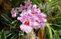 Eric Young Orchid Foundation. Rundreise Jersey und Guernsey - Kanalinseln entdecken (GB-JERF8) 