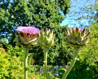 Auberginen in der privaten Gartenanlage von Mrs. Binney.  Rundreise Jersey und Guernsey - Kanalinseln entdecken (GB-JERF8)