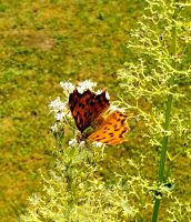 Rundreise Jersey und Guernsey - Kanalinseln entdecken (GB-JERF8)