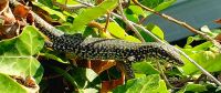 Seltene Eidechse. Rundreise Jersey und Guernsey - Kanalinseln entdecken (GB-JERF8)