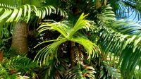 Urzeitlicher Baum aus Australien. Rundreise Jersey und Guernsey - Kanalinseln entdecken (GB-JERF8) 