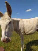 Weißer Barockesel, Schloß Hof