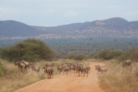 218 Gnus in Tsavo West