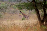 221 Maasai Giraffe