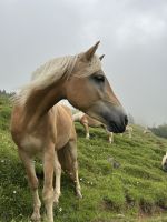 neugierige Haflinger im Plötzingtal