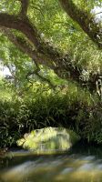 Parque Terra Nostra, São Miguel Island, Povoação, Azores, Portugal