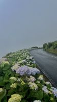 Ilha do Pico, São Roque Do Pico, Azores, Portugal