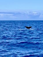 Faial Island, Horta, Azores, Portugal