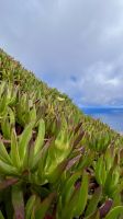 Faial Island, Capelinhos, Azores, Portugal