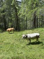 Aufstieg zur Oberen Gostalm