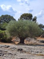 Provence intensive vom 21.-28.6.25: Ein über 1000 Jahre alter Olivenbaum an der Pont du Gard
